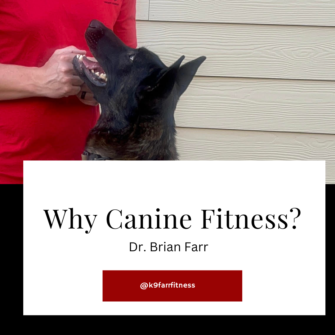 Canine Fitness